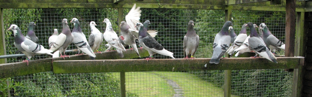 These are the popular birds at present.  Top birds that have flown World Record times.